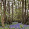 BlueBellsEndymionnon-scriptus.jpg