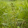CommonTwaybladeNeottiaovata.jpg