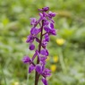 EarlyPurpleOrchid2Orchismascula.jpg