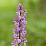 EarlyPurpleOrchid3Orchismascula.jpg