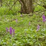 EarlyPurpleOrchid4Orchismascula.jpg