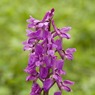 EarlyPurpleOrchidOrchismascula.jpg