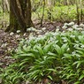 RamsonsAlliumursinum.jpg