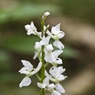 WhiteEarlyPurpleOrchidOrchismascula.jpg