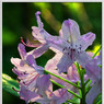 _MG_1973_edited-1.jpg