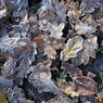Oakleaves.jpg