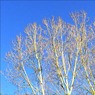 Poplars.jpg