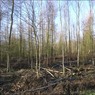 saplings.jpg