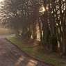 Bledlow_backlit_trees.jpg
