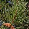 Bledlow_fir_cones.jpg