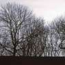 Bledlow_silhouette_trees.jpg