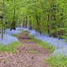 bluebells.jpg