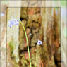 bluebells2.jpg