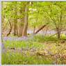 bluebells3.jpg
