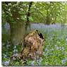 bluebells4.jpg