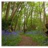 bluebells5.jpg