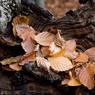 Beech-leaves-in-log.jpg