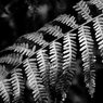 Bracken-monochrome.jpg