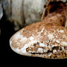 Bracket-fungus.jpg