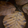 Brown-leaves-poor-DOF.jpg