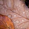 Droplets-on-leaves.jpg