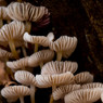 Fungus.jpg