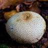 Giant-Puffball.jpg