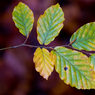 Green-leaves-on-brown.jpg