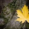 Leaf-exactly-as-I-found-it.jpg
