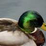 P1010283a.jpg