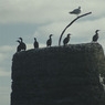 Cormorants.jpg