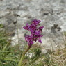 Orchid.jpg