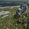 Whiteflowersandrockwithdistance.jpg