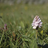 orchid2.jpg