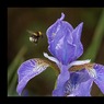 cDavidGraham-Bee.jpg