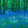 BluebellsGouldingsWood.jpg