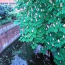 YorkStream_edited-1.jpg