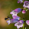 Bee-Fair.jpg