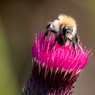 Bee-Thistle-Flower.jpg