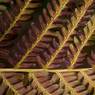 Fern-Leaf.jpg