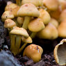 Fungi.jpg