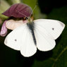 Large-White-Small-White-Mal.jpg