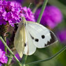 Large-White-Small-White-fem.jpg