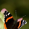 Red-Admiral.jpg