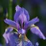 Iris.jpg