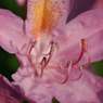 Pink-bloom.jpg