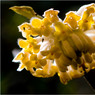 Backlit-yellow-bloom.jpg