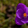Crocus.jpg