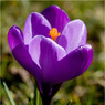 Crocus_side.jpg
