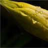 Daffodil-and-raindrops.jpg